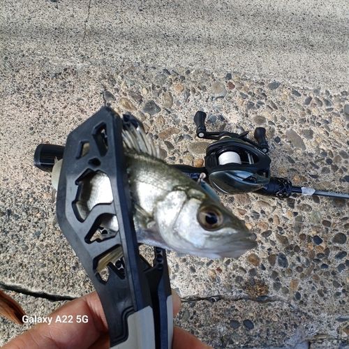 セイゴ（マルスズキ）の釣果