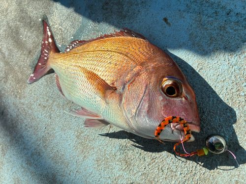 マダイの釣果