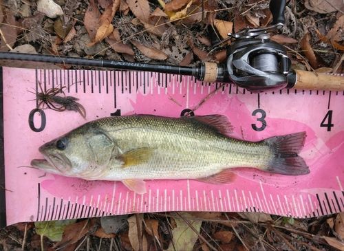 ブラックバスの釣果
