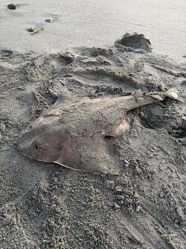 カスザメの釣果