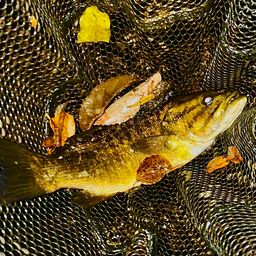 スモールマウスバス