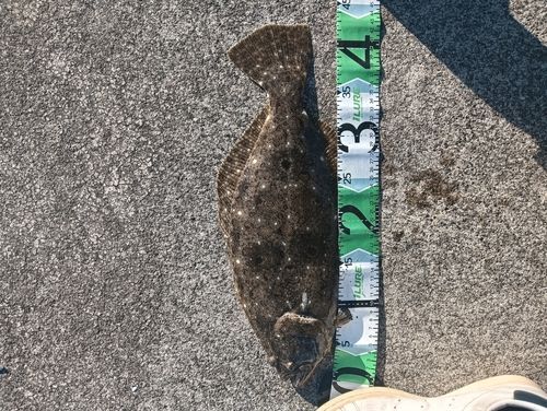 ヒラメの釣果