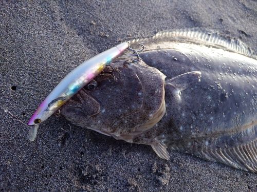 ヒラメの釣果