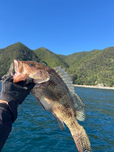 オオモンハタの釣果