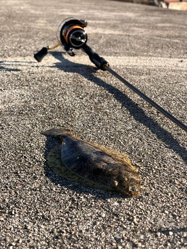 ヒラメの釣果