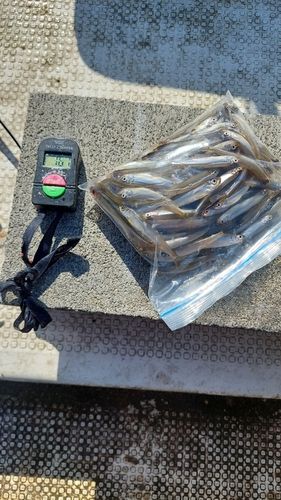 ワカサギの釣果