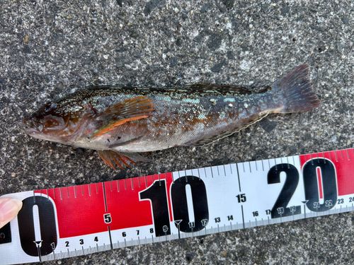 アイナメの釣果