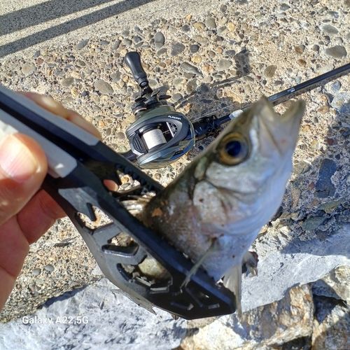 セイゴ（タイリクスズキ）の釣果
