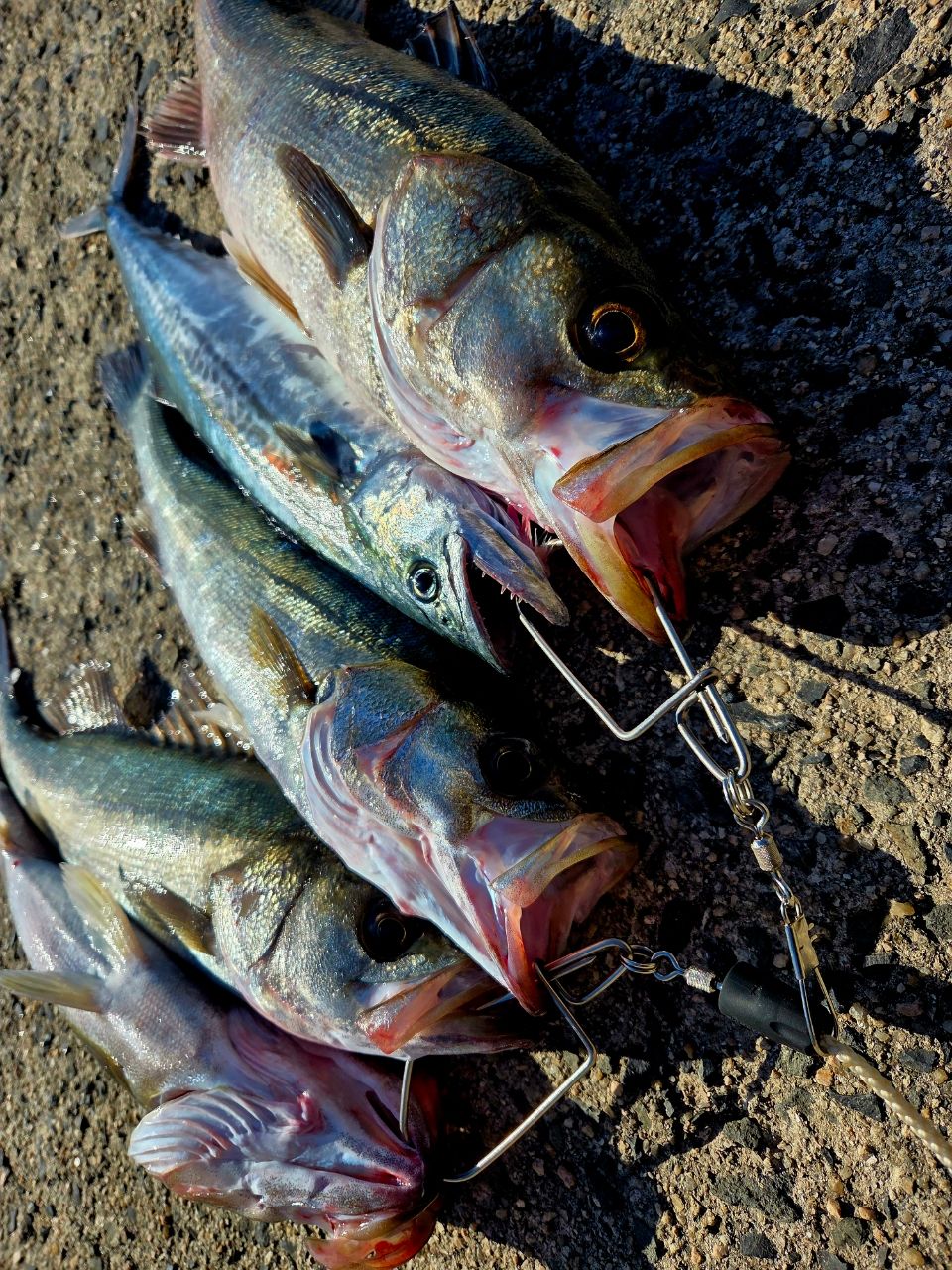 GCRAFT セブンセンスSR ミッドストリーム MSS-972-SRの最安値