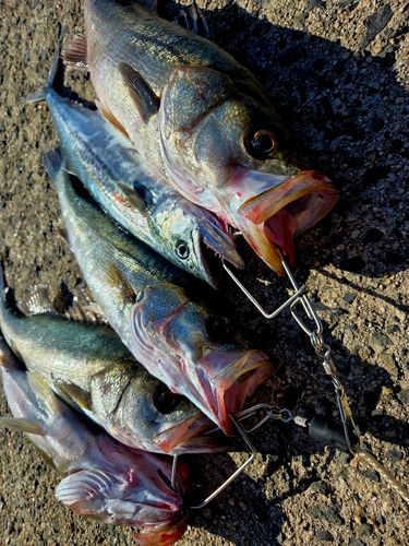 シーバスの釣果