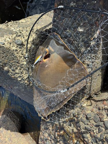 エイの釣果
