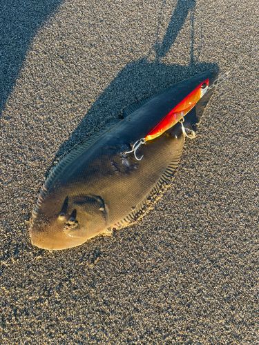 シタビラメの釣果