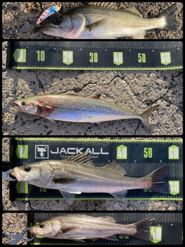 シーバスの釣果