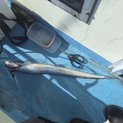 タチウオの釣果