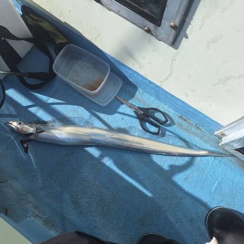 タチウオの釣果