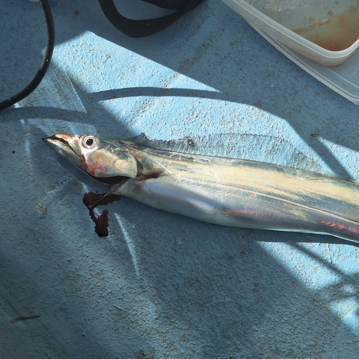 Kazu-kmkkさんの釣果 2枚目の画像