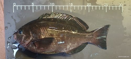 クチブトグレの釣果