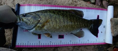 スモールマウスバスの釣果