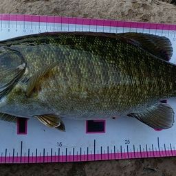 スモールマウスバス