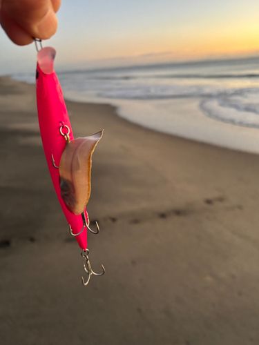 シタビラメの釣果