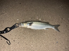 ボラの釣果