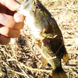 ラージマウスバス