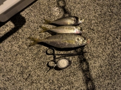 アジの釣果