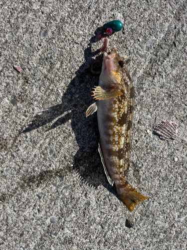 アイナメの釣果