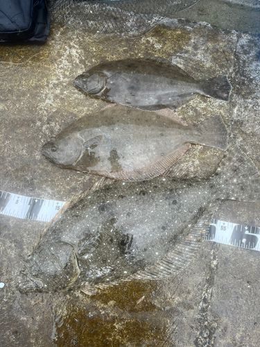 ヒラメの釣果