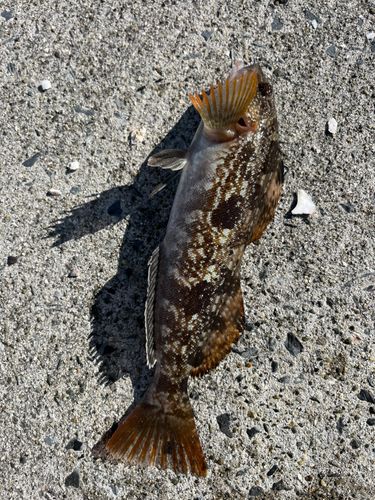 アイナメの釣果