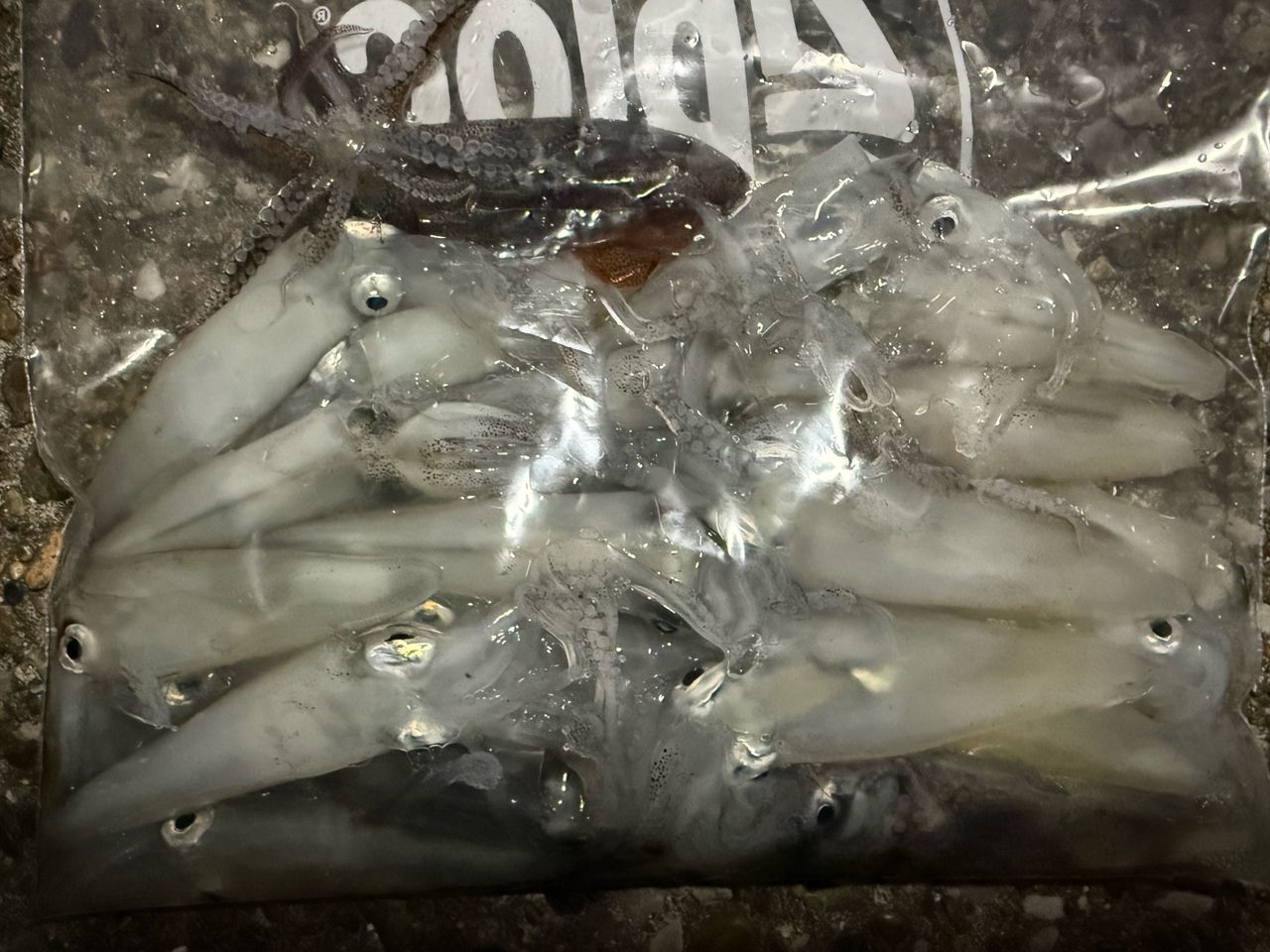 DAIWA 22月下美人 EX 66L-Sの最安値・インプレ・釣果 | 本音の口コミが