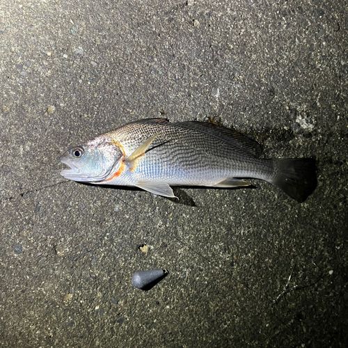 ニベの釣果