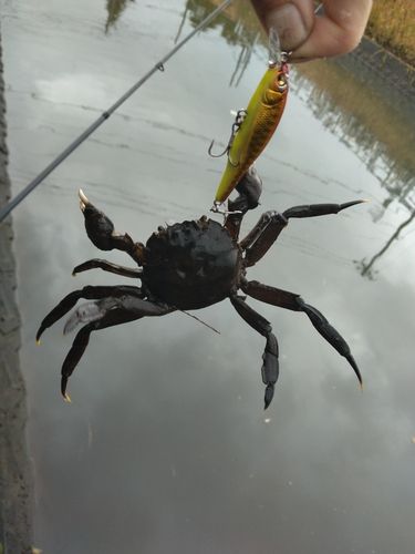 モクズガニの釣果