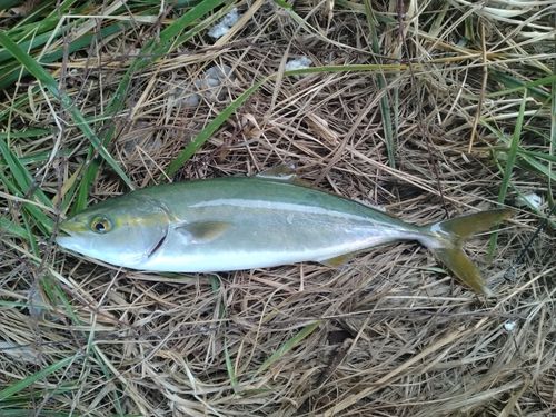 ツバイソの釣果