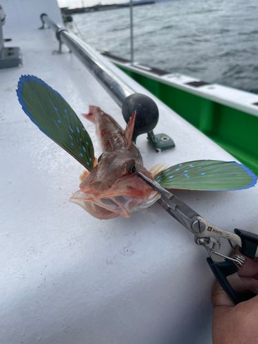 ホウボウの釣果