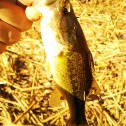 ラージマウスバス