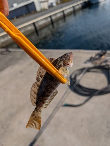 アイナメの釣果