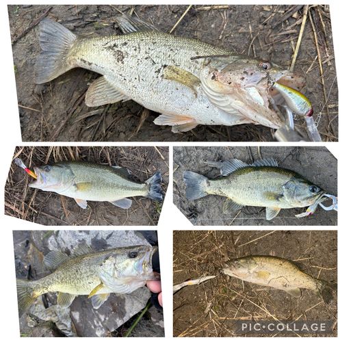 ブラックバスの釣果