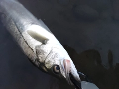 セイゴ（マルスズキ）の釣果