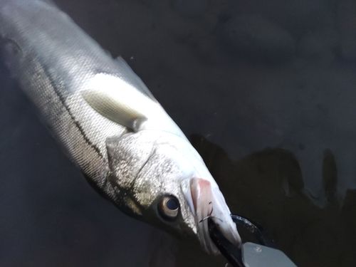 セイゴ（マルスズキ）の釣果