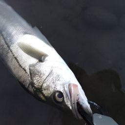 セイゴ（マルスズキ）