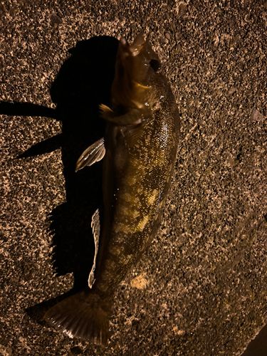 アイナメの釣果