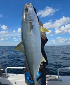 ヒラマサの釣果