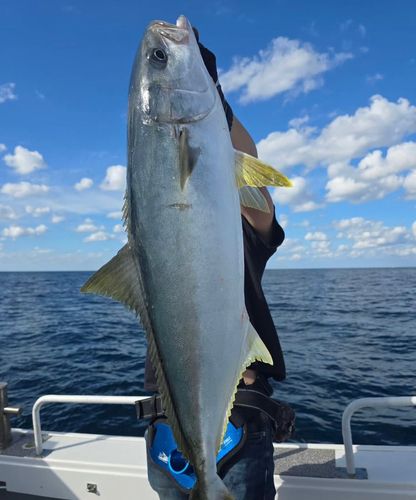 ヒラマサの釣果