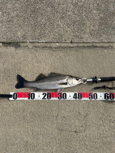 フッコ（マルスズキ）の釣果