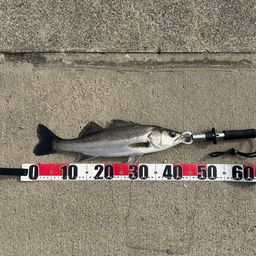 フッコ（マルスズキ）