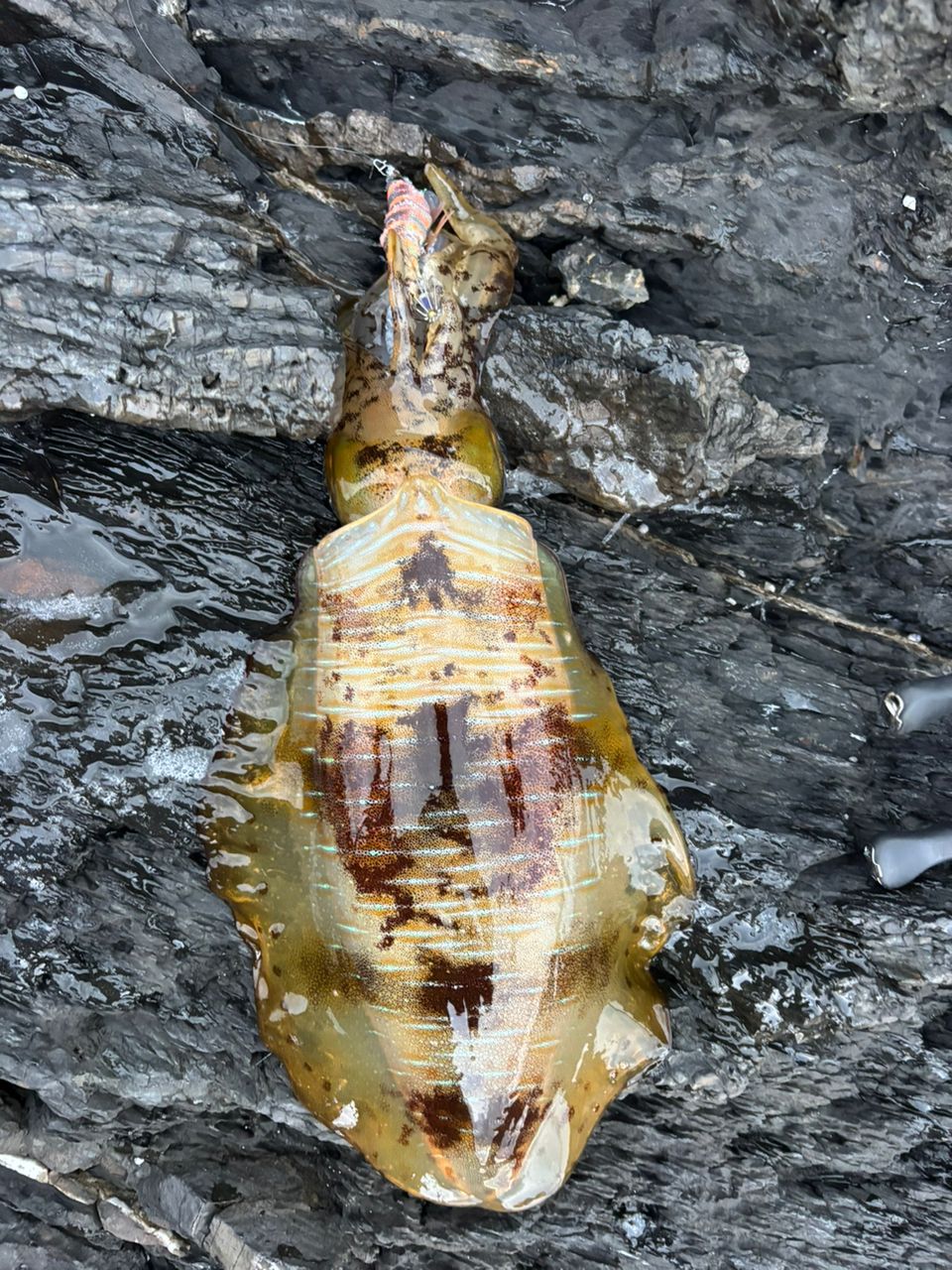 YAMAGA Blanks バリアス 86Mの最安値・インプレ・釣果 | 本音の口コミ