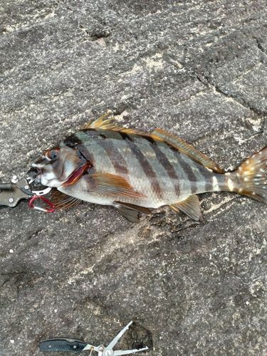 三ツ石（真鶴）