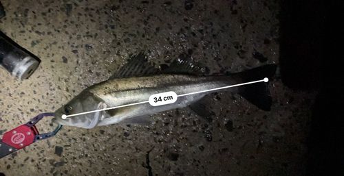 シーバスの釣果