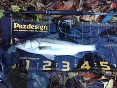 セイゴ（マルスズキ）の釣果